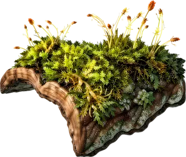 Ancient Moss