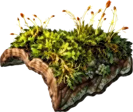 Ancient Moss