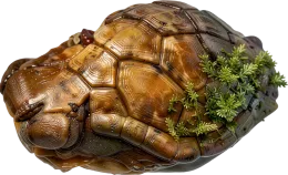 Old Shell
